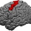 This shows the dorsal precentral gyrus highlighted in the brain