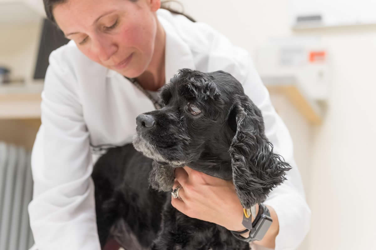 CBD clinical trial results on seizure frequency in dogs ‘encouraging’