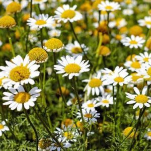 Chamomile-300x300.jpg