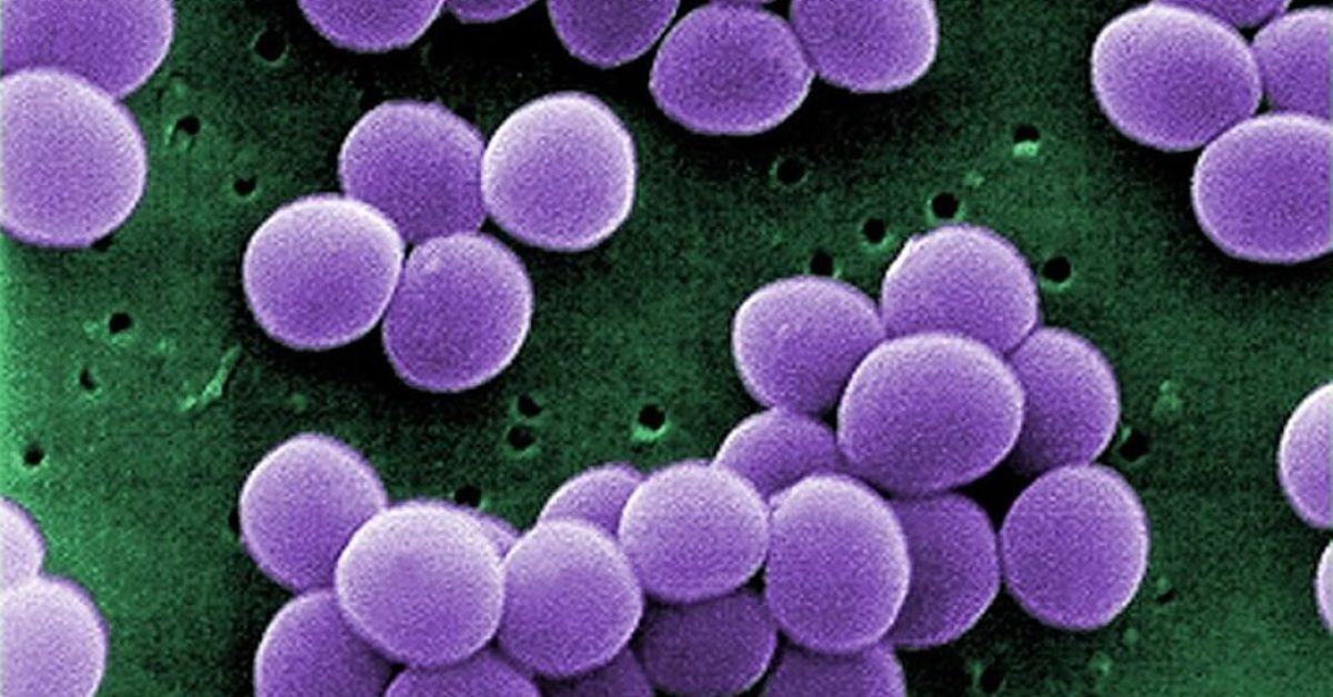 staph-cbd-antibiotic-neuroscienenews-public.jpg
