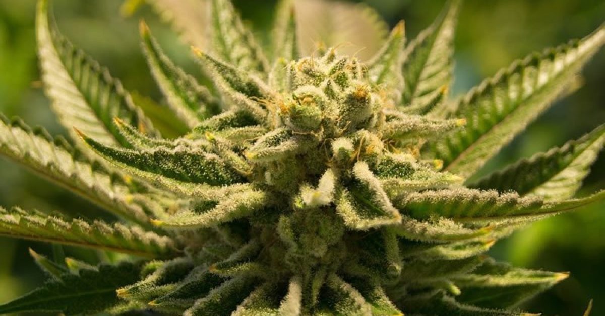 cbg-cannabis-antibiotic-neurosceincnews-public.jpg