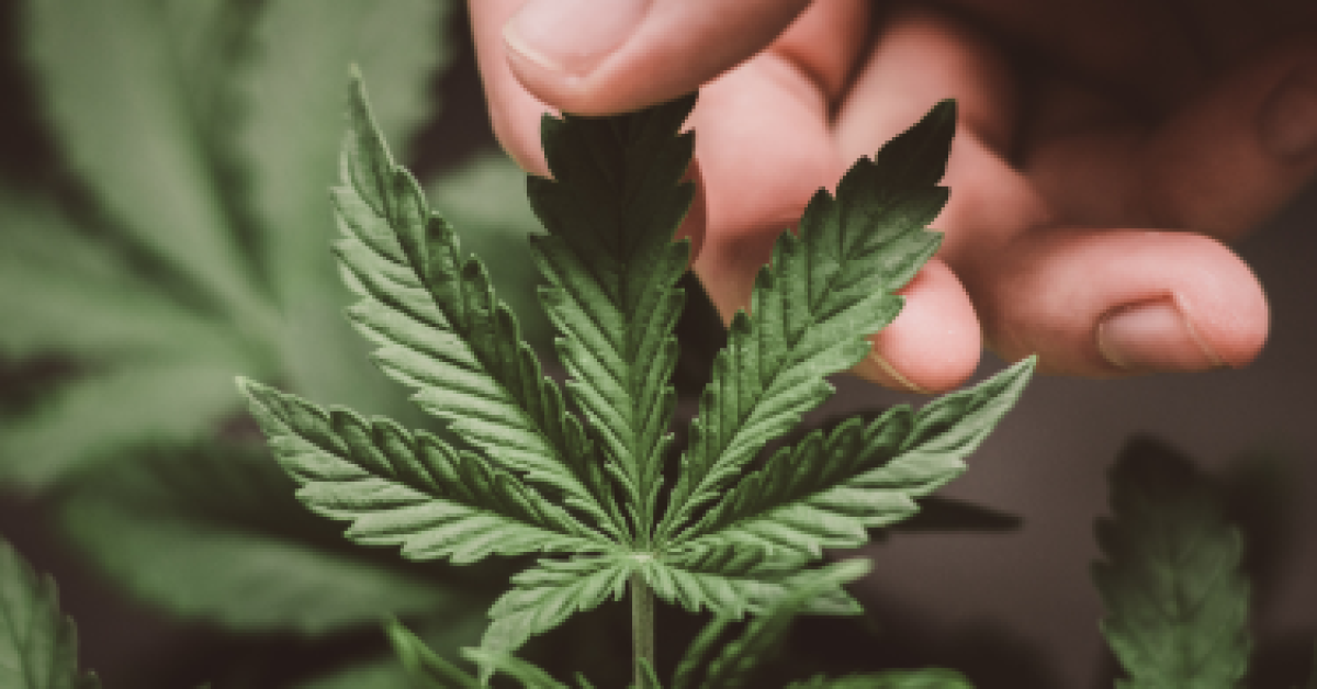 Diff_bw_indica_and_sativa_1200x1200.png