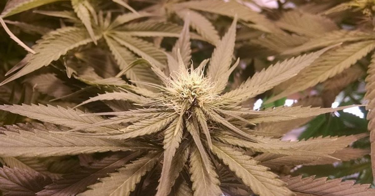 asd-marijuana-neurosciencenews-public.jpg