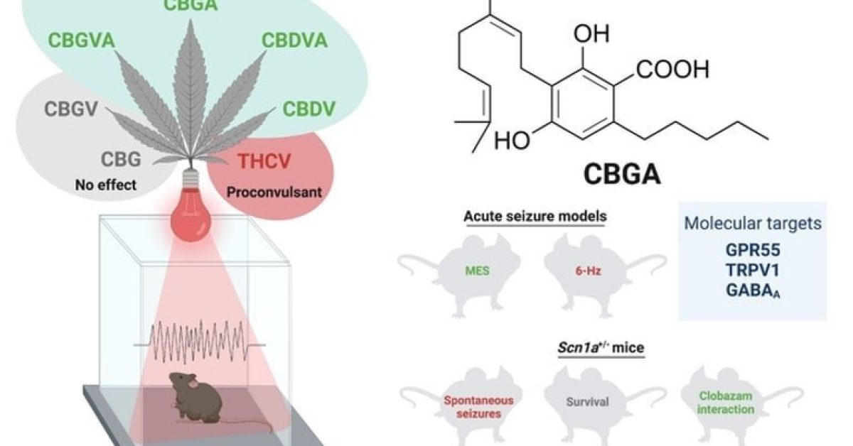 cannabinoid-seizure-neurosinces.jpg