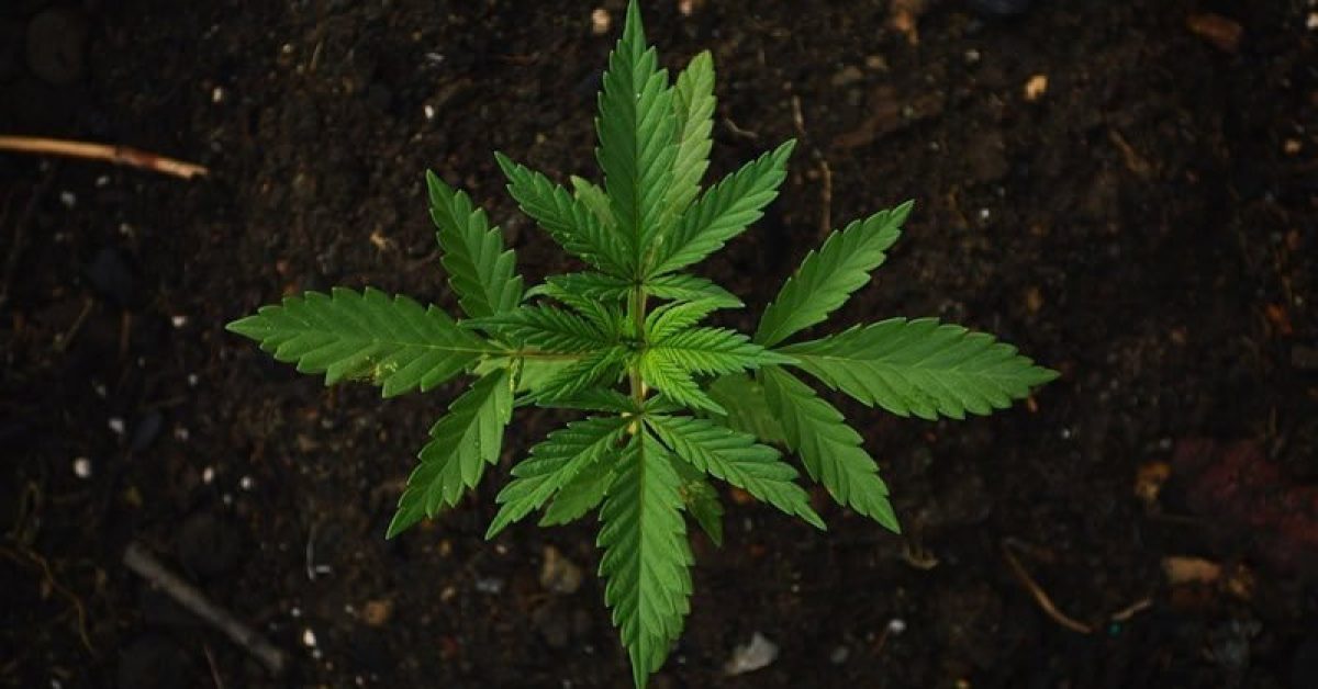 cannabis-dose-effective-neuroscienews-public.jpg