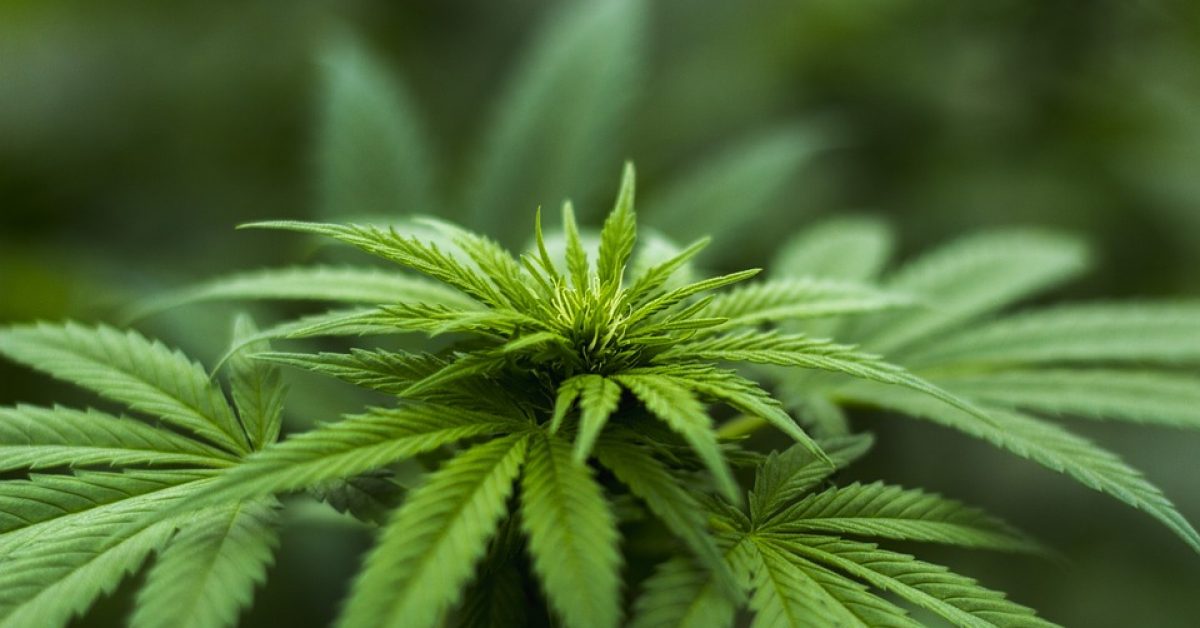 Cannabis-plant.jpg