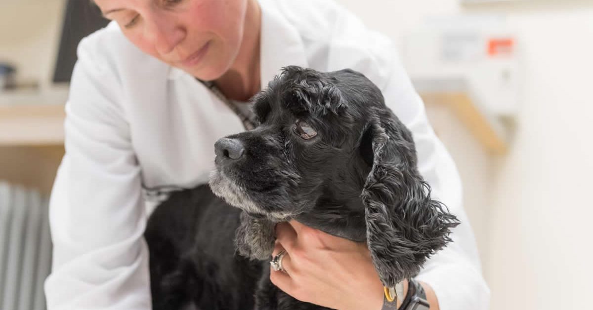 cbd-dog-epilepsy-neuroscienceews.jpg
