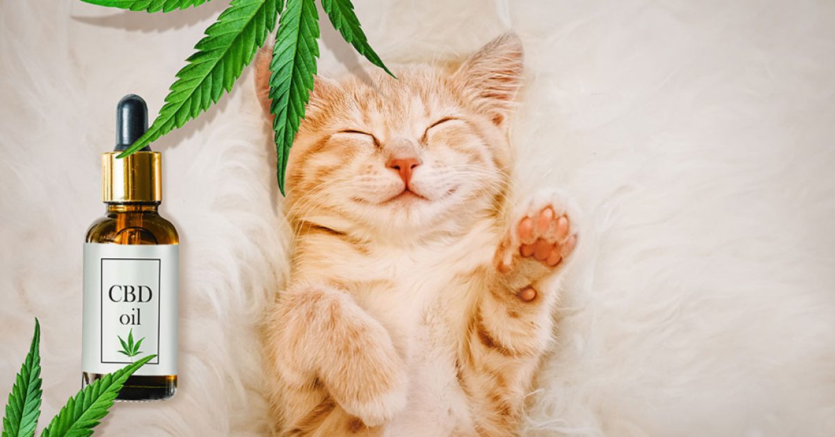 Cbd-oils-improve-sleep.jpg