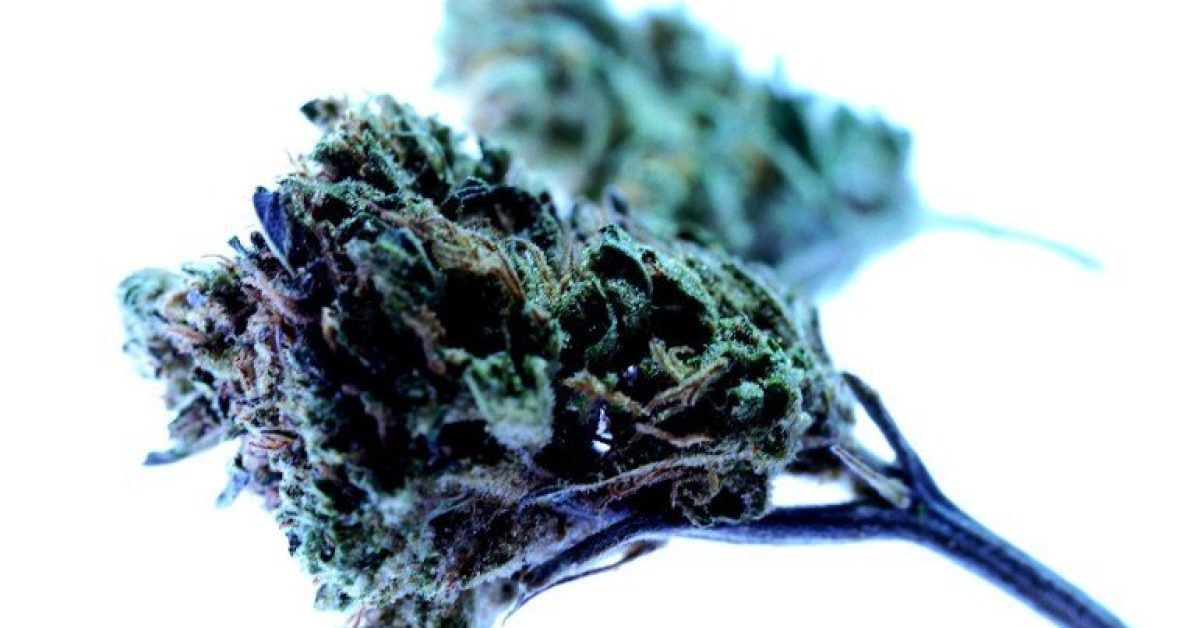 ocd-cannabis-neuroscinews-public.jpg
