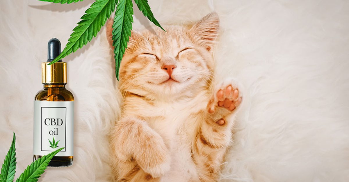 Using-cbd-hemp-oil-for-pets-image.jpg