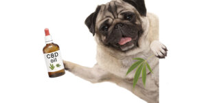 How-much-cbd-does-your-pet-need.jpg