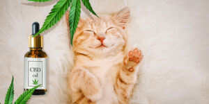 Using-cbd-hemp-oil-for-pets-image.jpg